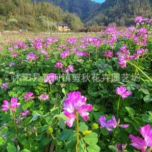 Milk Vetch Seeds, Red Flowers, Edible Wild Vegetables, Honey Source, Nitrogen-Fixing Orchard Green Fertilizer Plants, High-Yielding Pasture Seeds