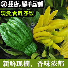 现摘新鲜茶饮佛手果广佛手柑鲜果佛手瓜食用清供观赏带枝水养包邮