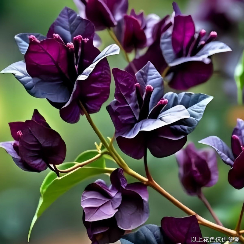 인터넷 연예인 핫모델(보라색 유리)