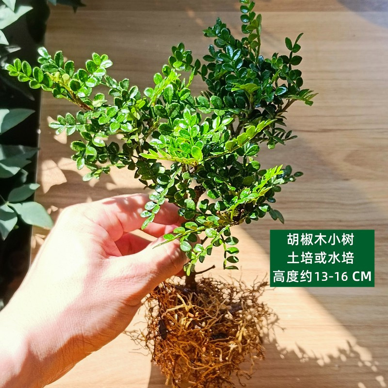 육상 또는 수경 재배 - 후추 나무