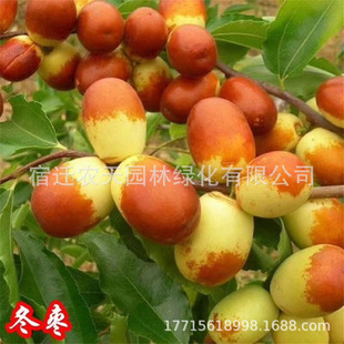 ��z������糬���ش�޽��ϱ����Nֲ����Y����zС����ͥԺ����
