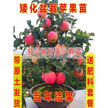 矮化苹果树盆栽地栽带果嫁接南北方种植红富士盆景树苗当年结果苗