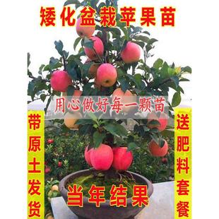 �����O�������Ե��Ԏ����޽��ϱ����Nֲ�t��ʿ�辰���箔��Y����