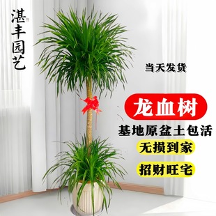 ��Ѫ��͏d�Gֲ��լ����̖�辰���^��횘����F�҃�����ֲ���k����