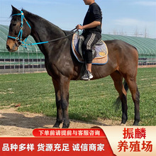 河南养马场出售骑乘伊犁马 矮马 景区婚庆用马 影视用马 马匹