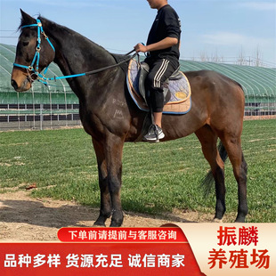 �����B�R�������T�������R ���R ���^��c���R Ӱҕ���R �Rƥ