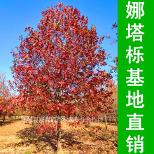 娜塔栎基地-销售直径5-30公分娜塔栎 北美红栎 美国红橡 规格齐全