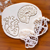 new pattern Amazon Plastic brain heart biscuit Abrasives white baking tool human body Organ biscuit mould