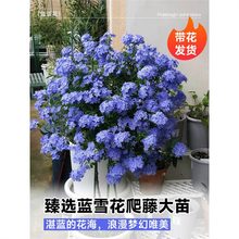 {ѩԴǻܾGֲ̨ͥԺֲ͟ļ_B