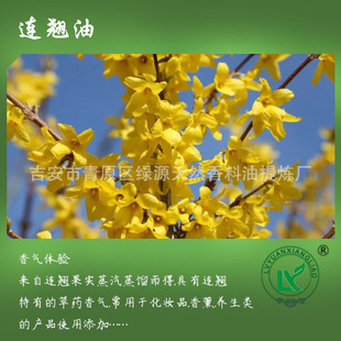 �B�N��Forsythia suspensa oil �o�w��Ħ��޹�ջ������B�N����