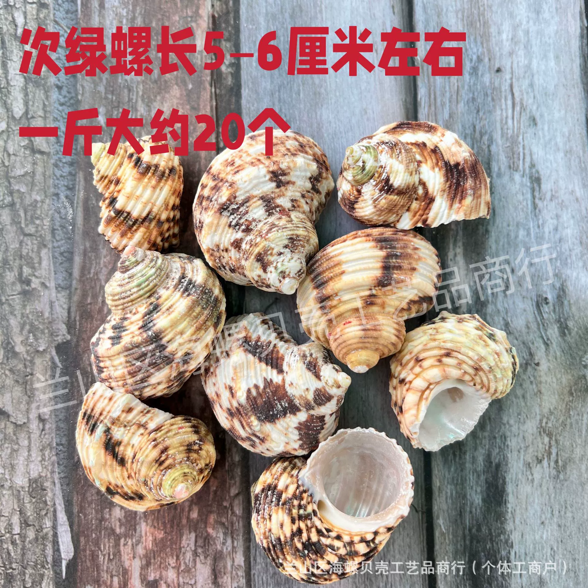 Shell Natural Shell Conch Stars Drifting Bottle Shell Crafts Wholesale Diy Handmade Shell Materials