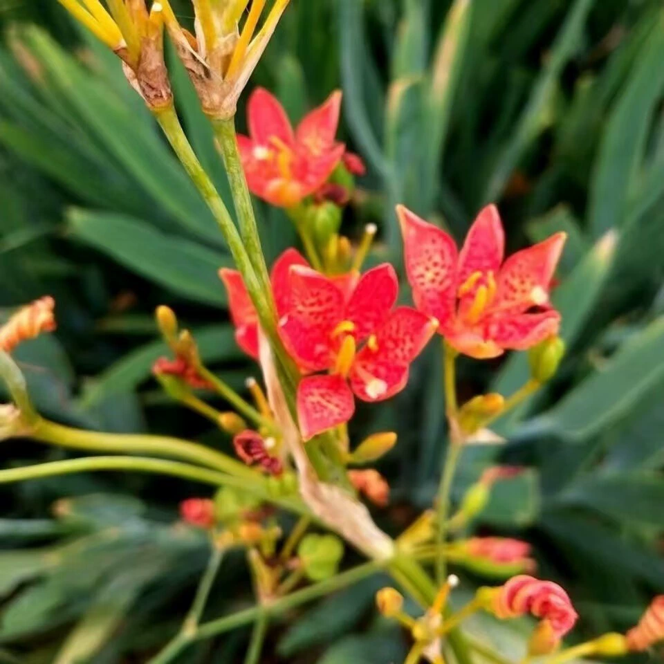 Оптовые китайские семена лекарственных трав, семена Сяеган, семена Сяеган легко выращивать и ухаживать.