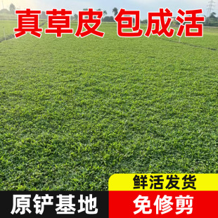 Large-Leaf Oil Taiwan Grass Rolls Are Now Shoveling and Found in Community School Greening Projects That Are Resistant to Trampling and All Year Round Green Belt Soil