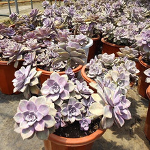 �Ϙ������Ϙ�Ⱥ�����^���̾�Ʒ������ɫ�������ֺ��B�ֲ̨��Gֲ