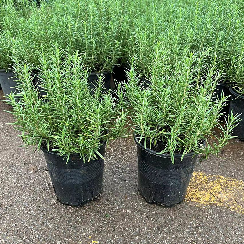 迷迭香苗盆栽可食用驱蚊植物香草薄荷苗水培花卉绿植物室内煎牛排