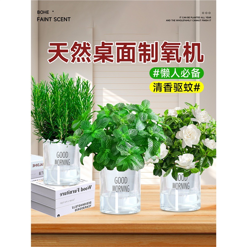 Mint Potted Mosquito Repellent Edible Lemon Mint Leaf Hydroponic…