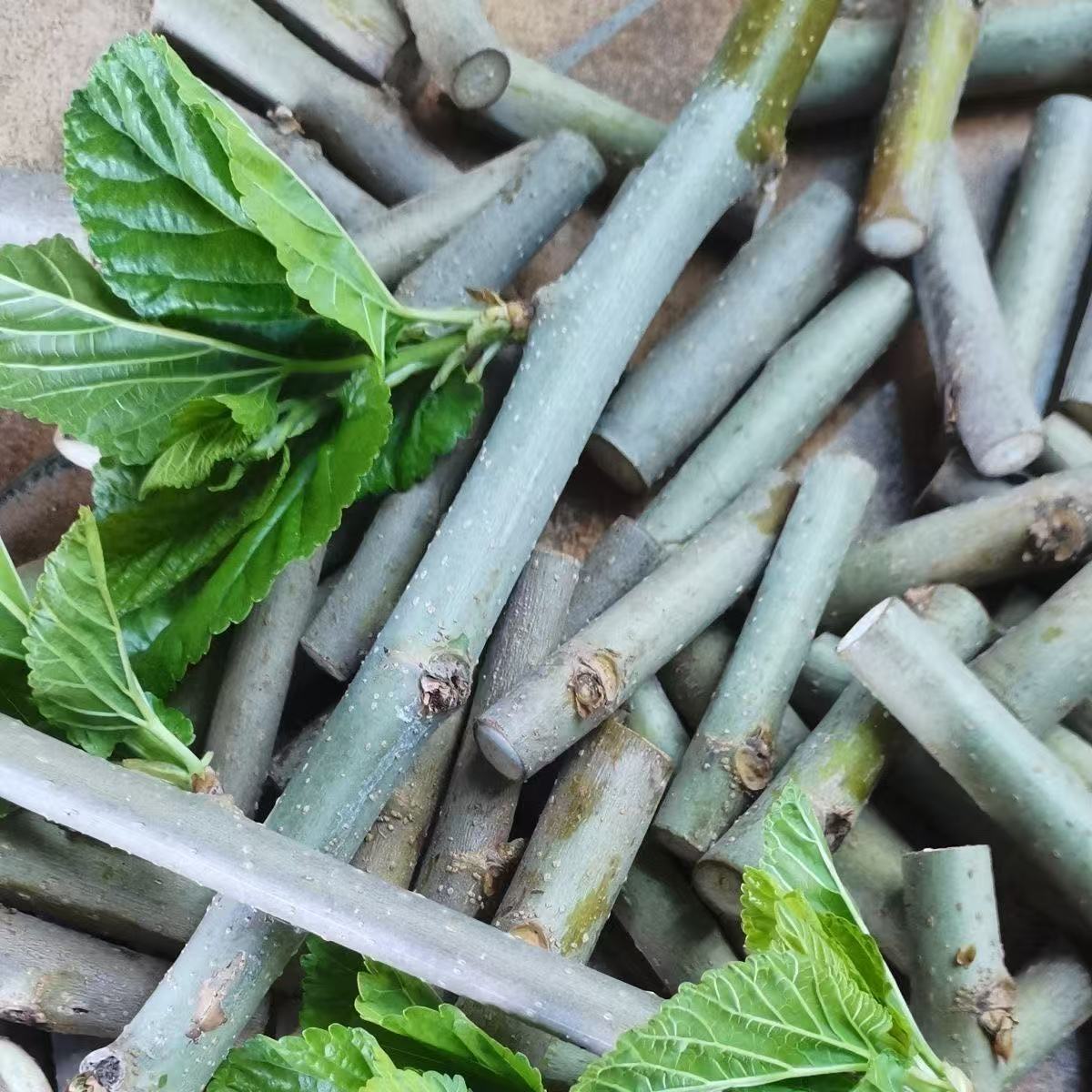 Sang Zhi Twig Pieces (Morus alba) — Dried Mulberry Twig for Herbal Tea & Soup overview
