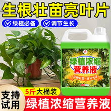 植物营养液通用型盆栽肥料室内绿植发财树养花卉叶面喷液体肥料