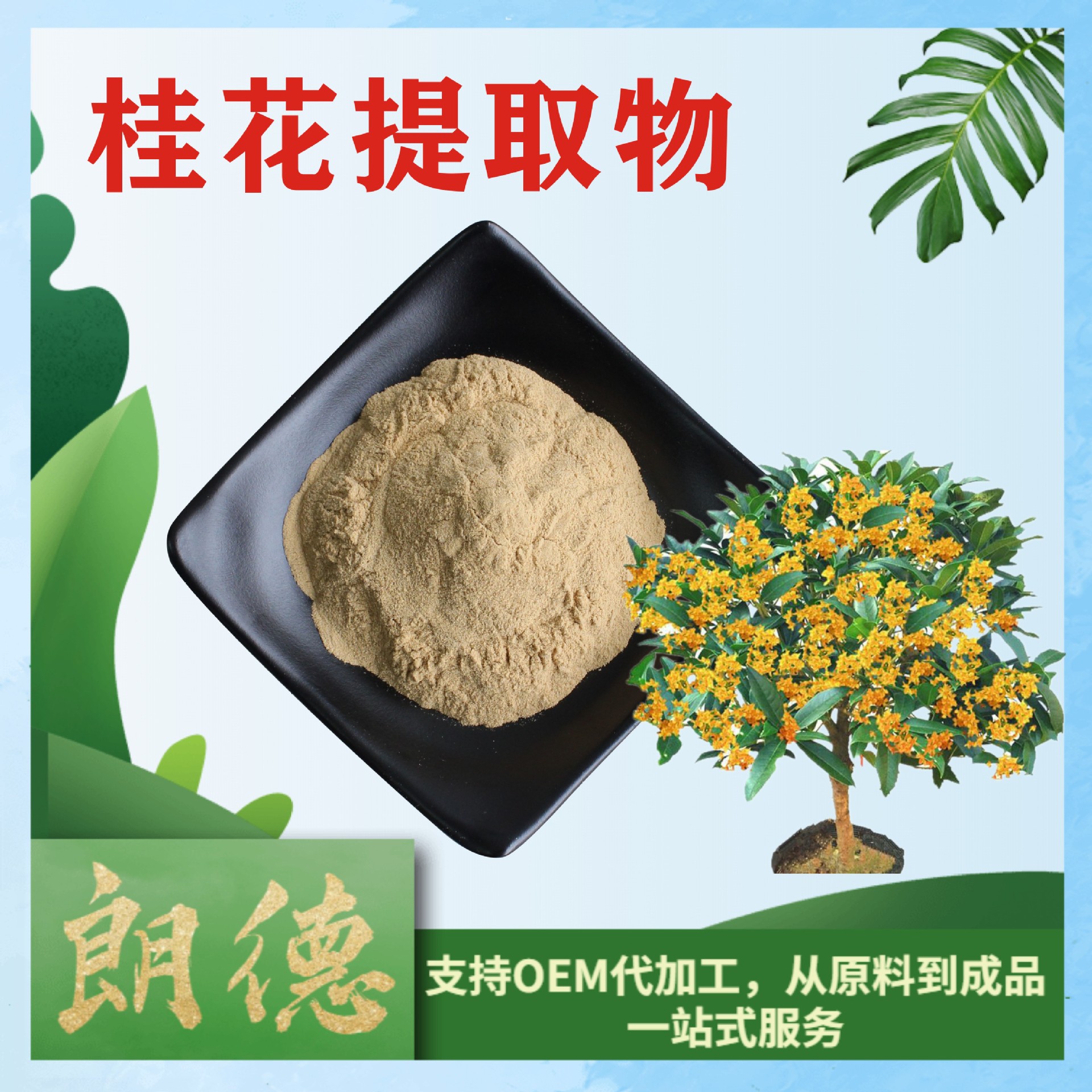 20：1桂花提取物 九里香 岩桂 木犀花萃取物 桂花提取液 当天发货