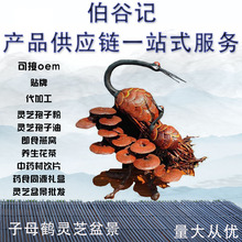 灵芝工艺盆景 主营各类灵芝 灵芝孢子粉 灵芝片灵芝盆景厂家直销