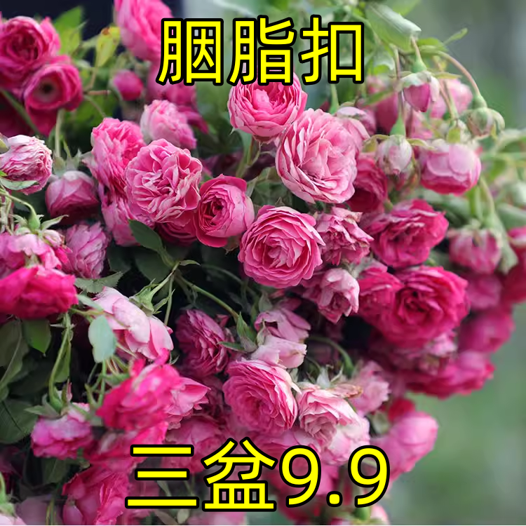 Rustic Rose Climbing Rose Flower Seedling Courtyard Balcony Potted Climbing Multi-Headed Rose Flower Four Seasons Flower