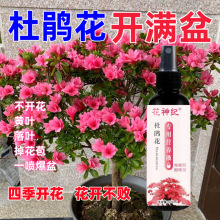 杜鹃花营养液黄叶落叶枯萎免稀释专用有机肥不伤花