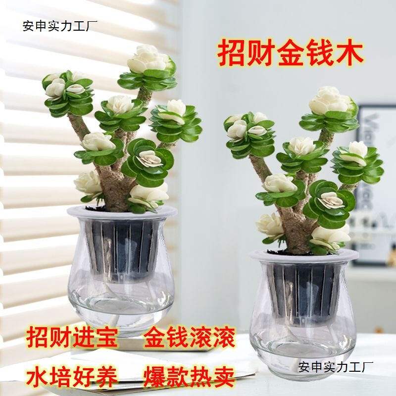Money Tree Potted Plants Hydroponic Plants Succulent Old Stems Indoor Green Plants Office Desktop Flowers Other Neutral Summer Plants