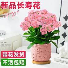 ��Ʒ�L�ۻ������ذ�󻨻��玧�����ļ��_���ܾGֲϡ��Ʒ�N��ȫ