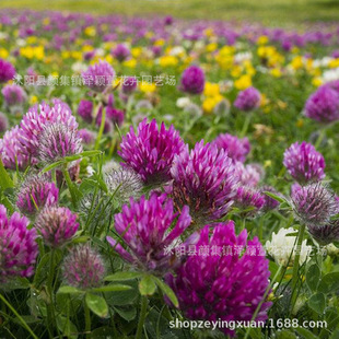 ���l���~�ݷN�� �����~ �t���~�N�� Ʒ�|�� �lѿ�ʸ߿�ԇ�N