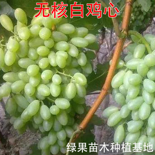 �o�˰��u�������� �������ј��� �޽�������@����ľ���������
