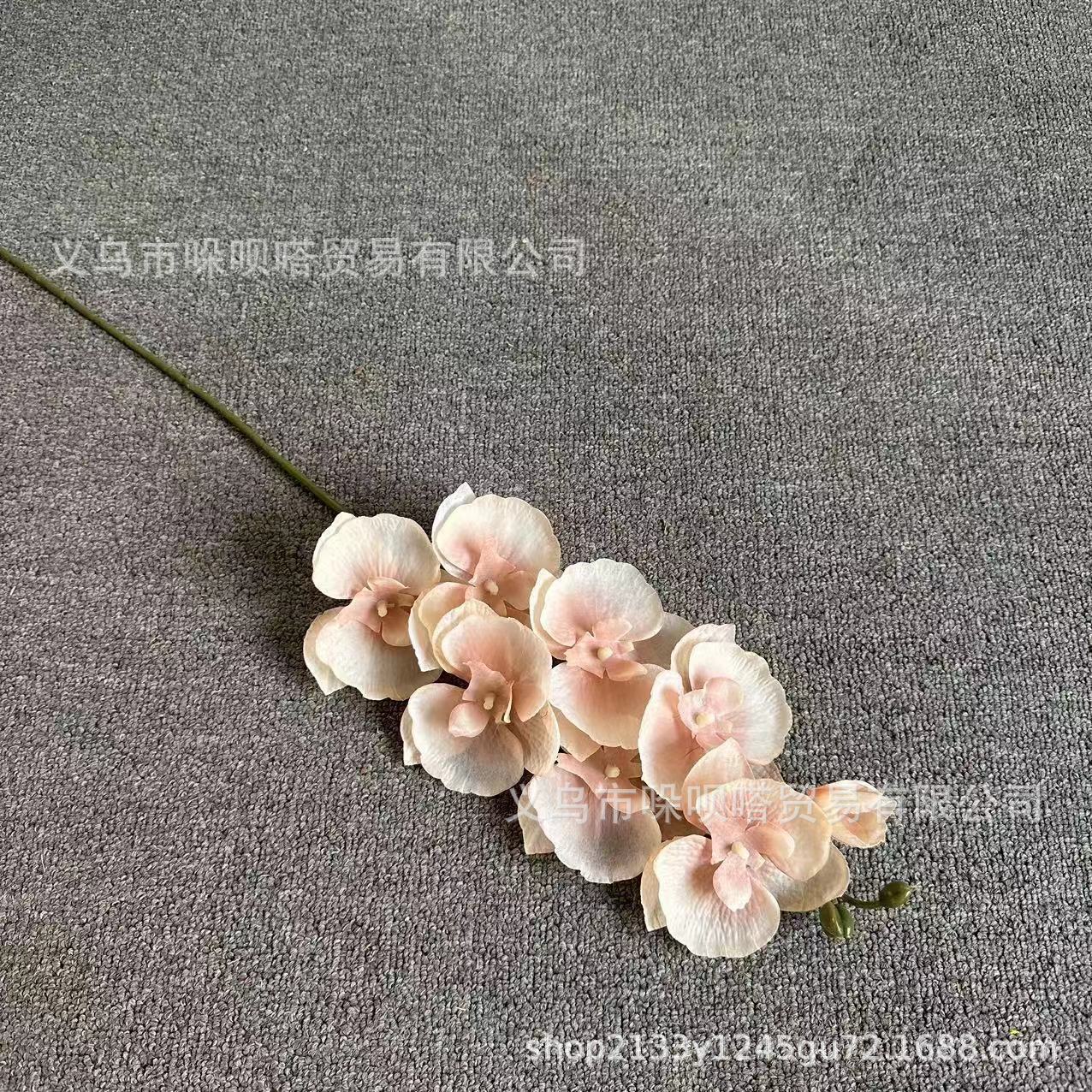 실크 호접란 8개 - 샴페인 컬러