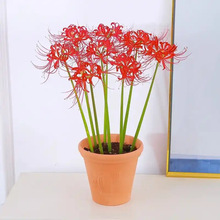 �˰����N��������������ɳ�Aʯ�⻨�҃�����ֲ�������_���ܷN��