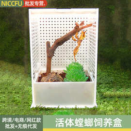 Nc非洲幽灵螳螂大号刺螳螂宠物螳螂角蛙爬宠透气亚克力透明饲养