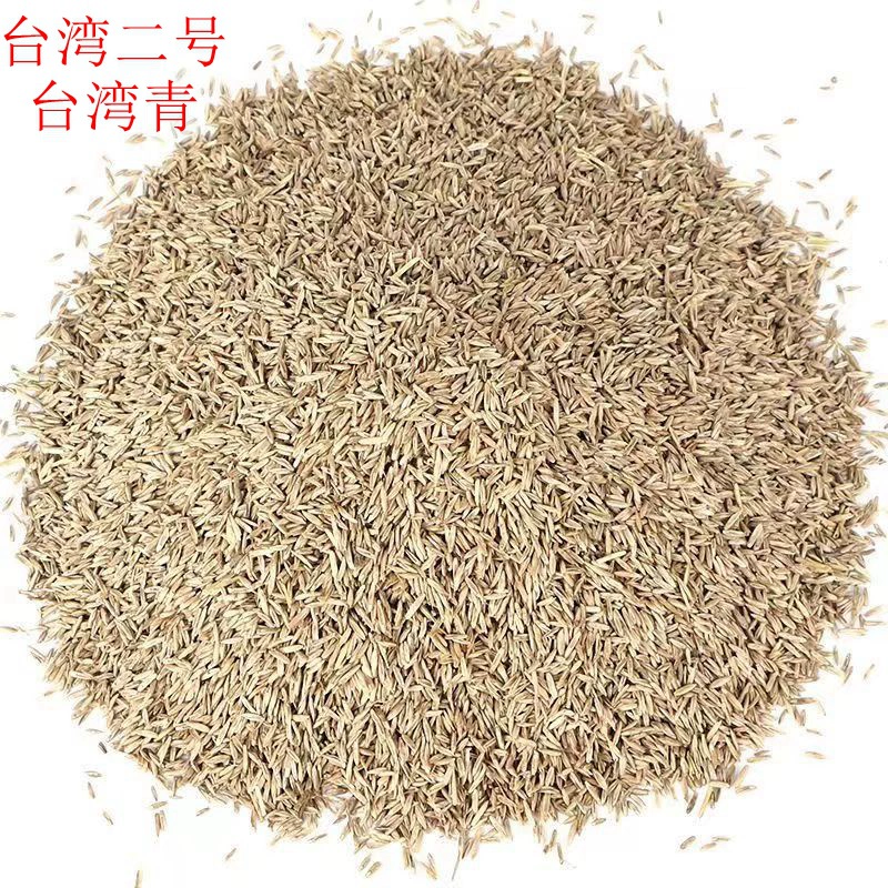 [Семена газона] семена газона семена травы Тайвань четырехсезонный карликовый устойчивый ковер семена травы семена газона