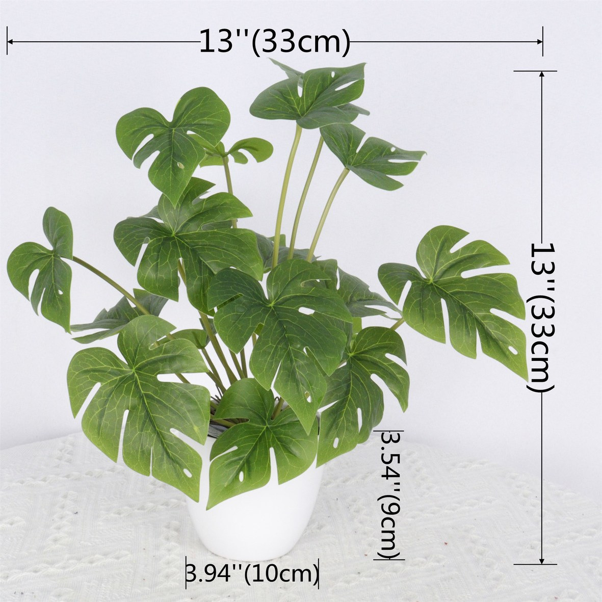 8990잎거북등잎(화분에 심지 않은 것)(최소주문수량 24개))