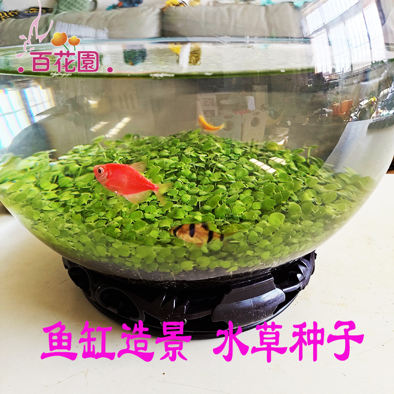 速生水草种子 鱼缸造景水草种子 心形草 爱情草迷你大对叶小对叶