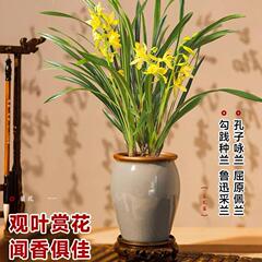 蘭の鉢植え、つぼみ付き、高貴な花植物、香蘭の苗、四季咲きの緑の植物、香蘭