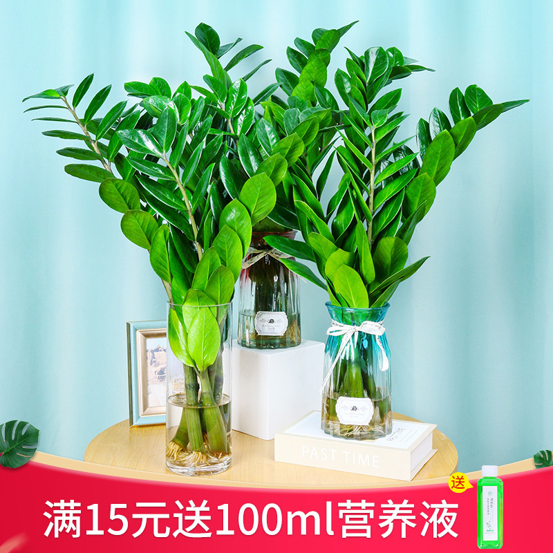 Hydroponic Money Tree Potted Plants Are Easy to Grow and Live Plants in the Living Room and Office. Lazy Green Plants Money String Water Bonsai