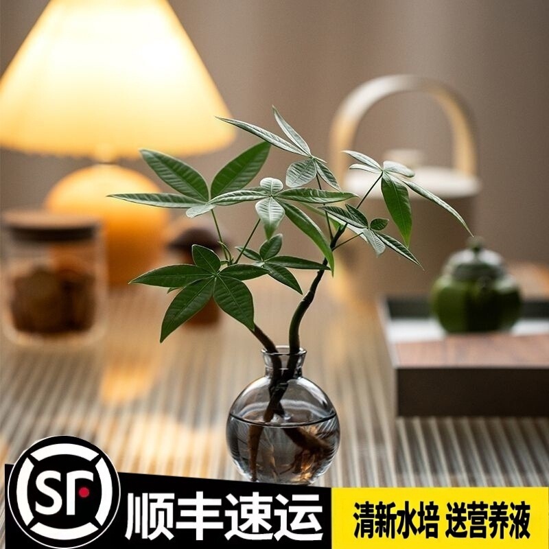 [Congratulations on Getting Rich] Hydroponic Plants, Money Tree, Office Living Room Desktop Flower Pots, Purifying Green Plants