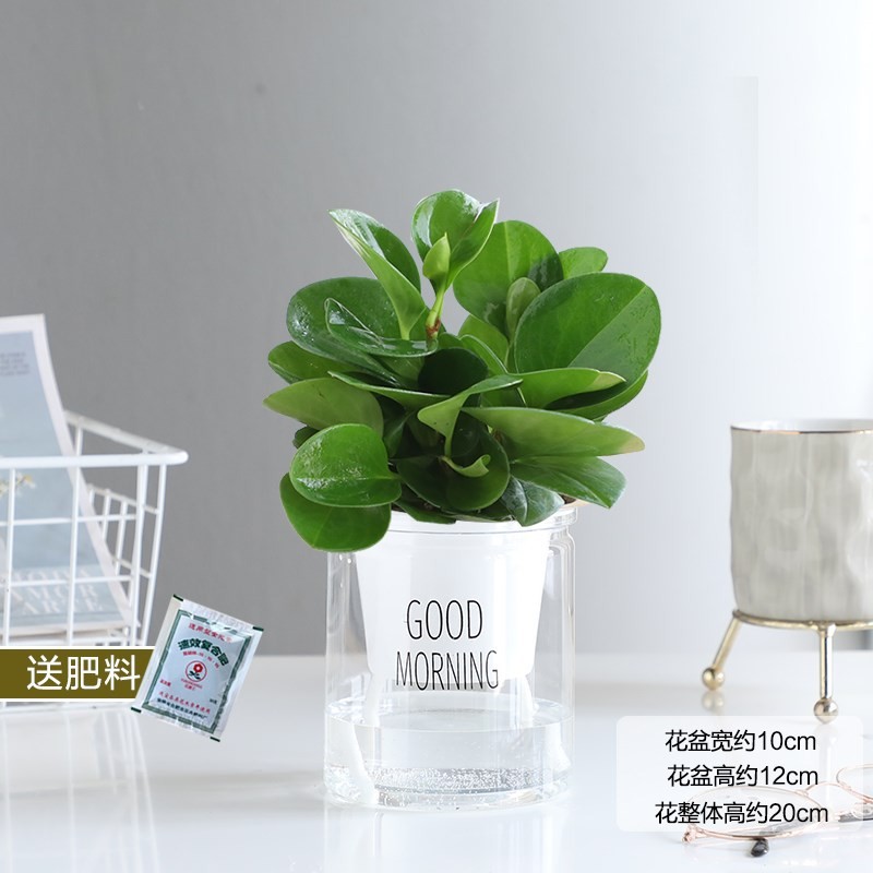 재스퍼【좋은 아침 분지】