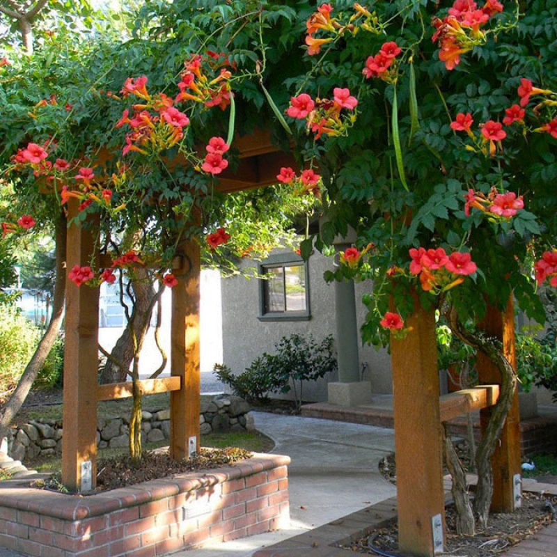 Американская труба Лиана саженцы горшечные поля вьющиеся садовые вьющиеся растения озеленение саженцы