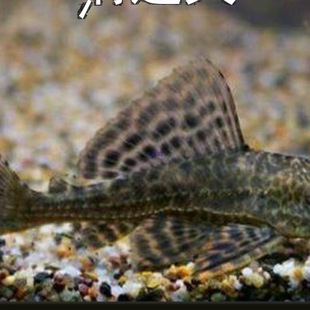 ��ɫ����������~���~���͵�Ϣ���~�S��