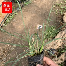 С������β�� �ݻ���β��������G��Ч������β�� ���ع�����β��