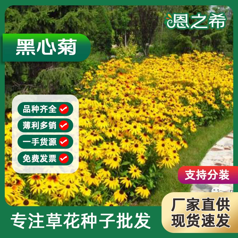 Фабрика оптом черное сердце семена хризантемы Золотые семена хризантемы многолетние морозостойкие легко сажать цветы сад зеленая трава цветы