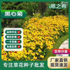 厂家批发黑心菊种子金光菊花籽多年生耐寒易种花海庭院绿化草花