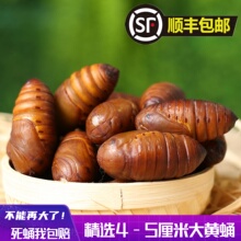 2024年东北产大黄柞蚕蛹新鲜活蝉蛹大黑秋蛹活体大茧蛹500g包邮