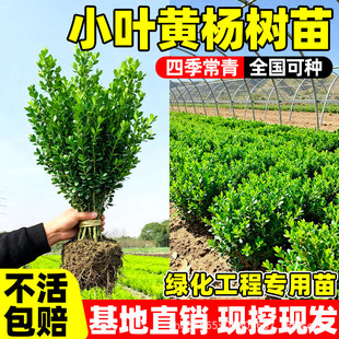 С�~�S�������ӷ�������G�h���U�Ϙ��ͺ��ͺ����̾G���ļ�����