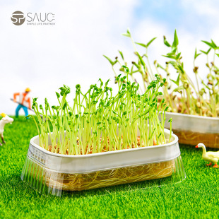Japanese Sp Sauce Bean Seedling Cultivation Box Bean Sprout Pot Hydroponic Vegetable Seedling Planting Rack Soilless Cultivation Seedling Tray