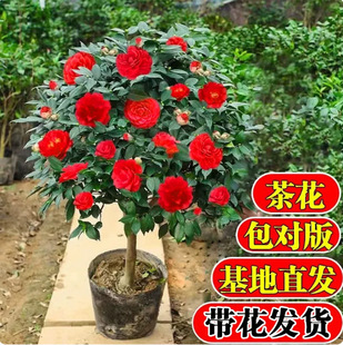�Ͷ�ɽ�軨����ͥԺ�G�������ļ���������ͺ��L���仨�������軨