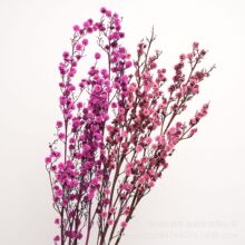 进口永生虎眼花彩色毛绒球干花软装插花配材花艺花束装饰现货混批